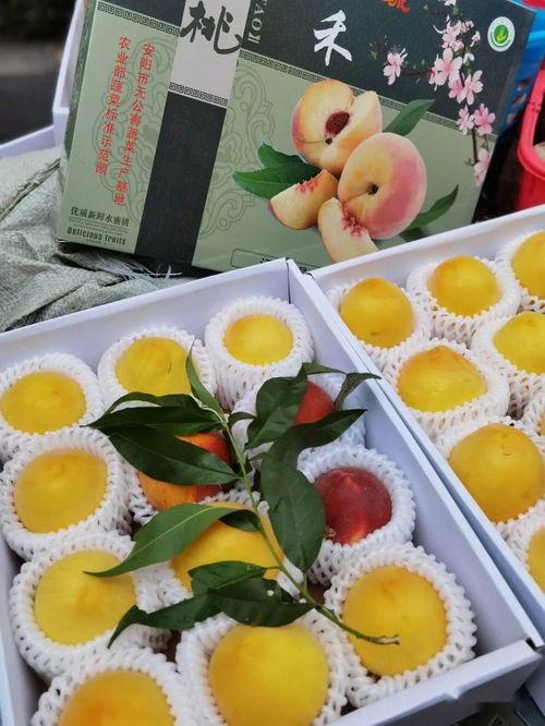 专业娱乐吃瓜圈,那些你不知道的幕后故事与八卦风云